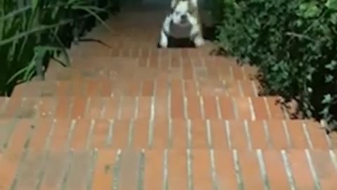 That’s one way to get up the stairs