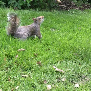 Smart Squirrel202