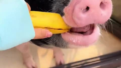 cute pet pig