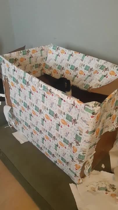 Gerberian Shepsky Caught Red Handed