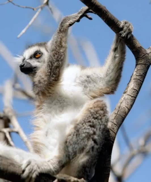 world of wildlife - Lemurs of Madagascar, Ring-Tailed Lemurs