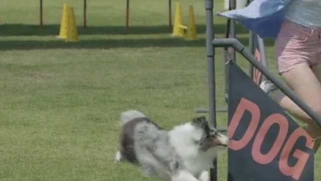 Train your dogs in fun ways