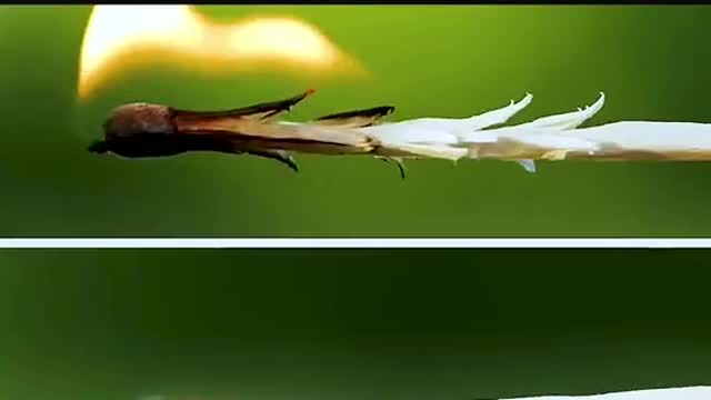 Incredible Life Skills 2022