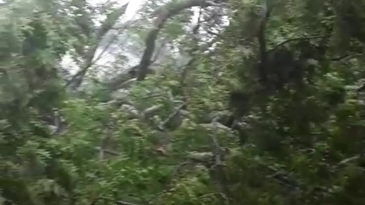 Sheer & Utter Devastation 1