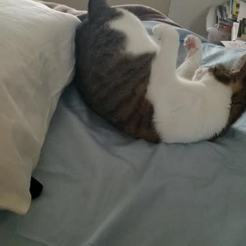 Happy kitty on CBD... chasing her tail!!