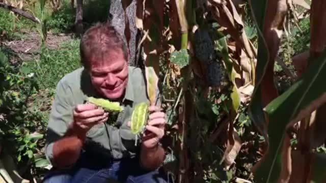 The African cucumber