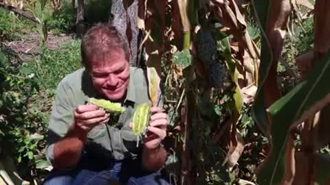 The African cucumber