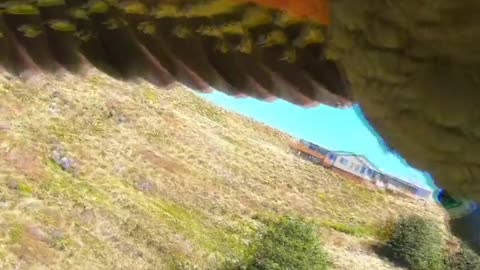 New Zealand Parrot Steals GoPro!