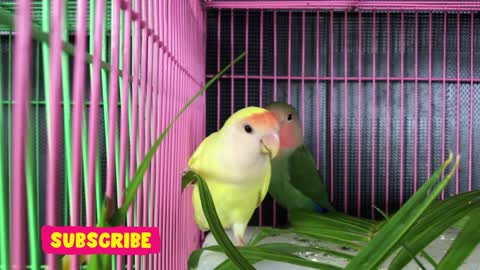love birds