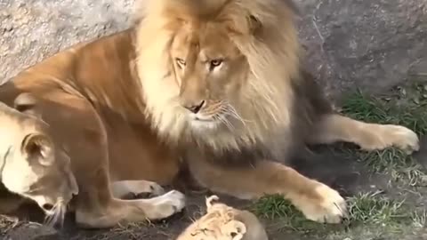 Lion kids funny video