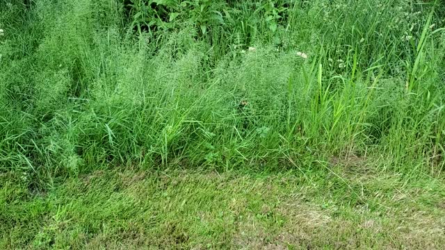 A Newborn Fawn Was Born In My Yard