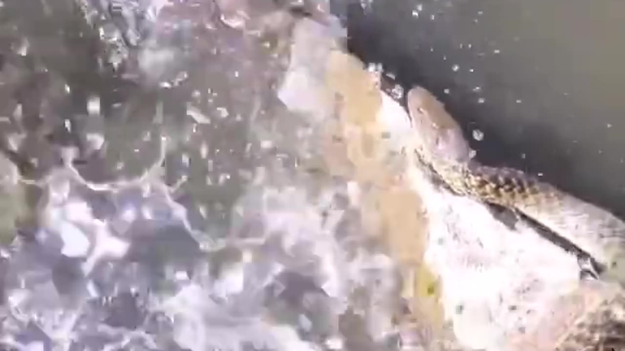 fish vs snake |fishing video |snake video| #shorts l #shortvideo 5.3K Dislike 9 Share