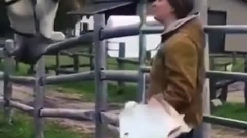 very fun animal video