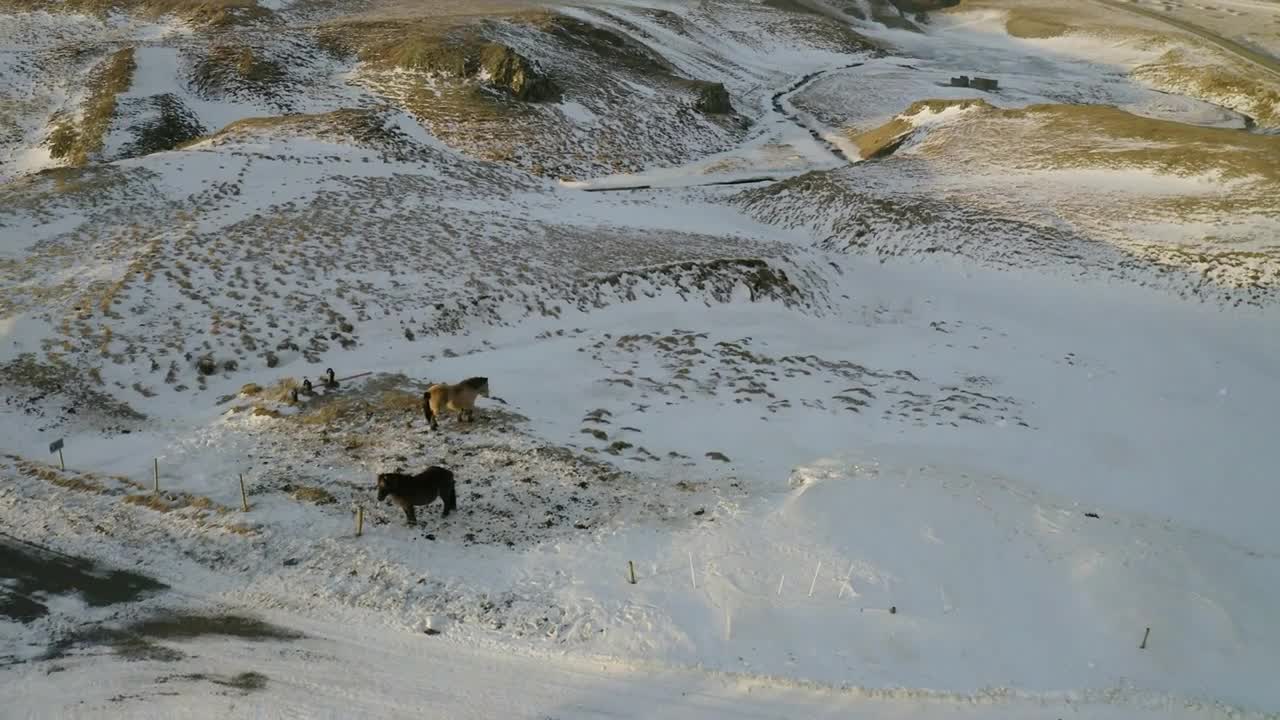 Cute fluffy icelandic horses. Beautiful landscape of Iceland, aerial view