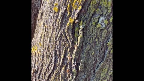 Honeybees on Sugar Maples