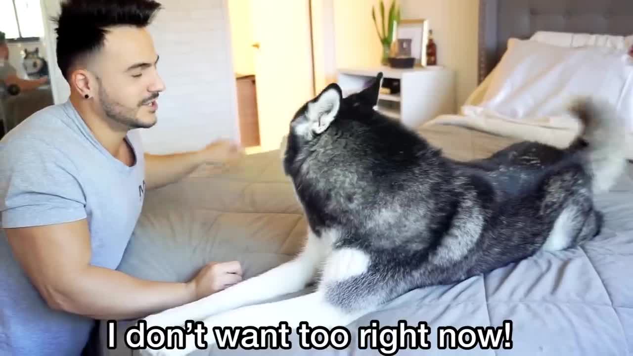 Husky REFUSES and ARGUES To Not Take A Bath!!!!