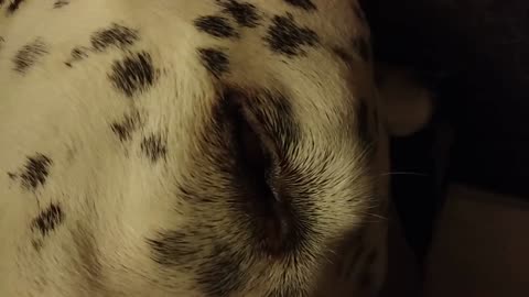 Sleeping dalmatian