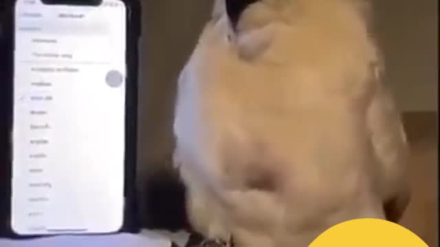 This bird react on phone ringtone