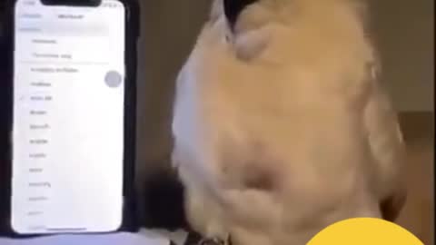 This bird react on phone ringtone