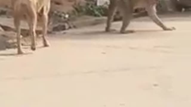 Funny videos of monkeys and dogs