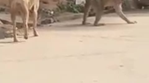 Funny videos of monkeys and dogs