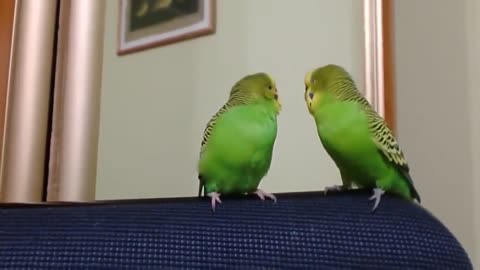 two beautiful parrots talking