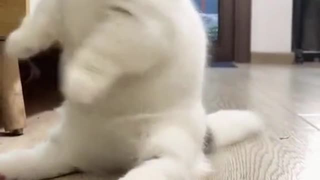 Baby Cats - Cute and Funny Cat Videos Compilation pt3 | Cute cats of the world