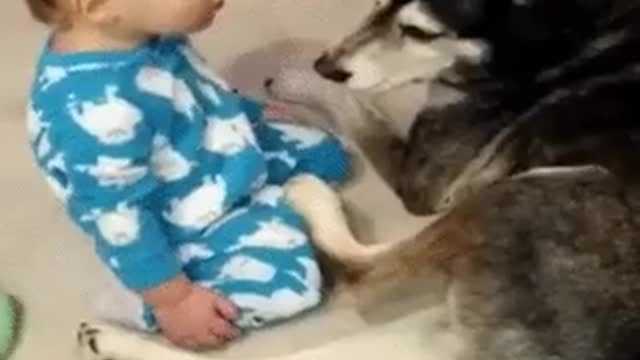 The baby falls asleep before the dog