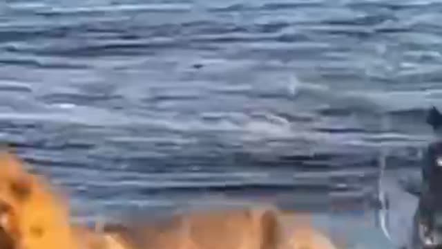 Mr. Hippo preys on Simba the lion. The lion runs so fast