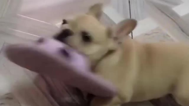 Top Funny Cute Dog Videos and TIKTOK Compilation