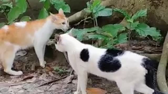 How do cats fight with each other?