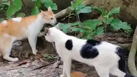 How do cats fight with each other?