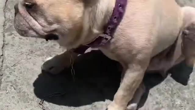 可愛法鬥犬曬太陽