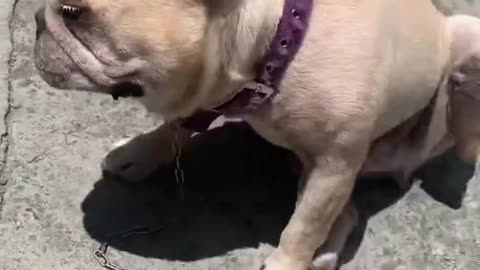 可愛法鬥犬曬太陽