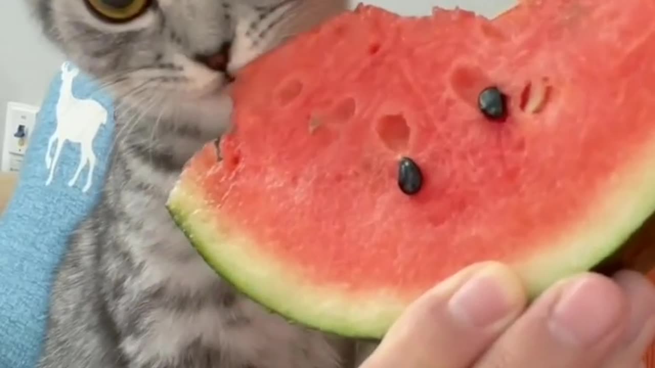 Watermelon lover🍉😻