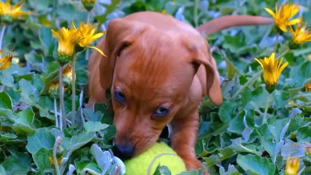 dogy playing on a ball