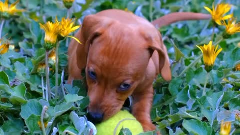 dogy playing on a ball