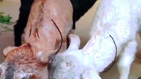 Funny animal video