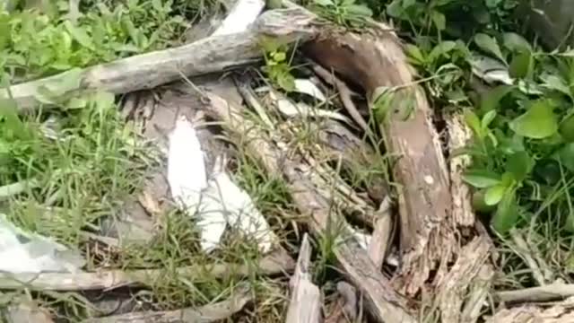 This is a beautiful and charming water-dwelling species