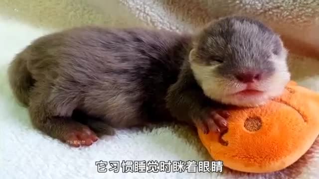 cute baby otter