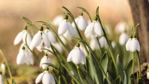 Snow blooms are very exciting