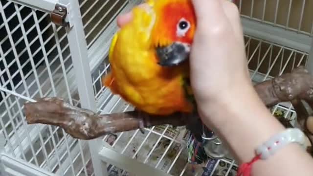 Pumpkin the Parrot loves Cuddles