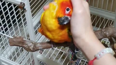 Pumpkin the Parrot loves Cuddles