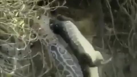 JAGUAR SURPRISES ALLIGATOR