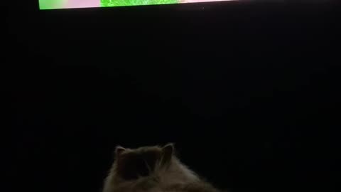 Persian Cat Leo watches TV