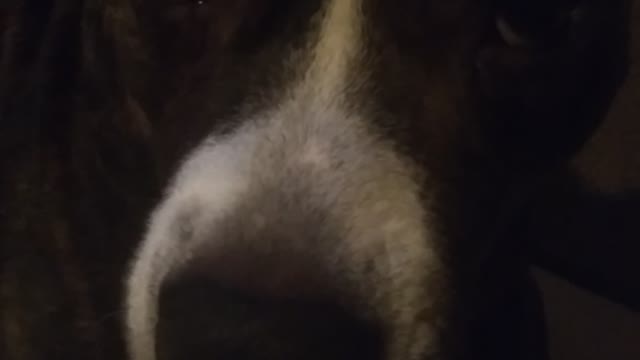 Slow Mo Boops with Babybear