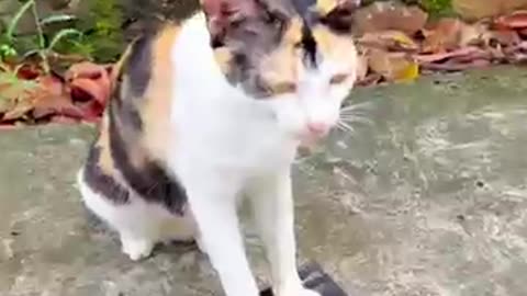 Kind cat