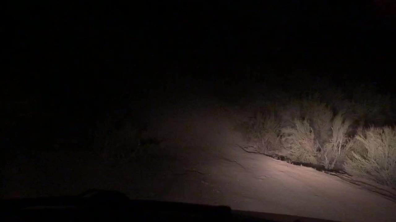 4X’n Forest Fun