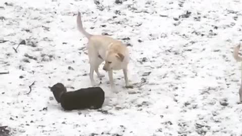 Black dog falls backwards snow yard two white dogs