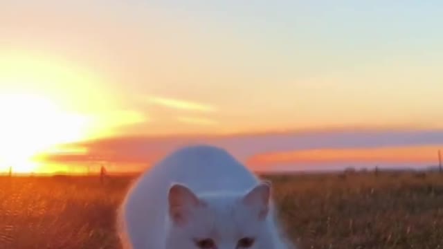 The daily life of pet cat Dabai - naughty cat under the sunset